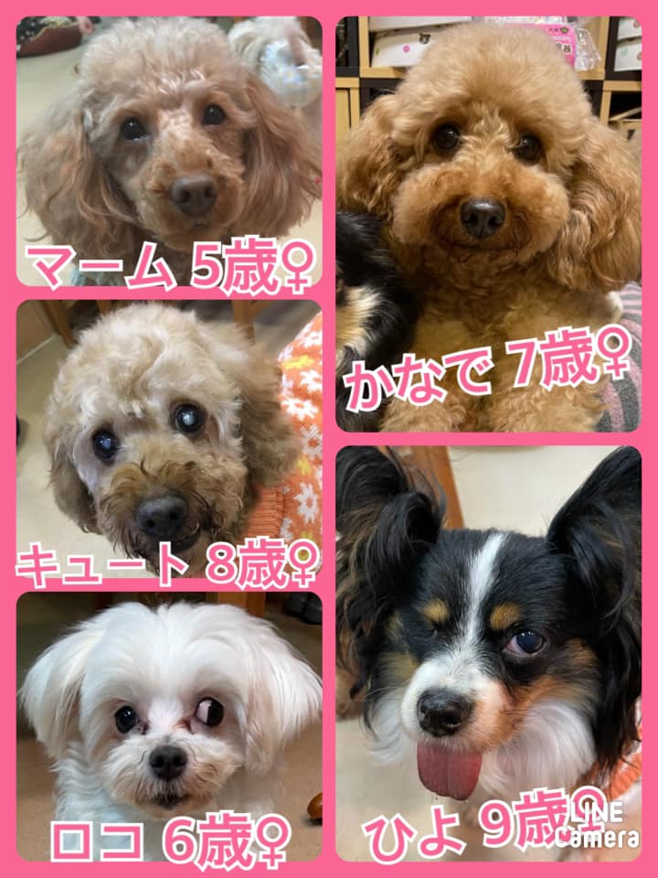 🐾今日の里親様募集中ワンコ🐶メンバーです🐾2021,2,10